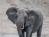 Wild Olifant 3